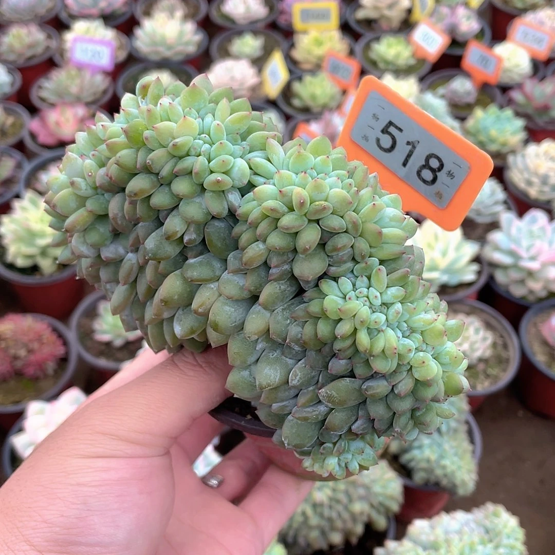 谁***哭518号多肉植物盆栽