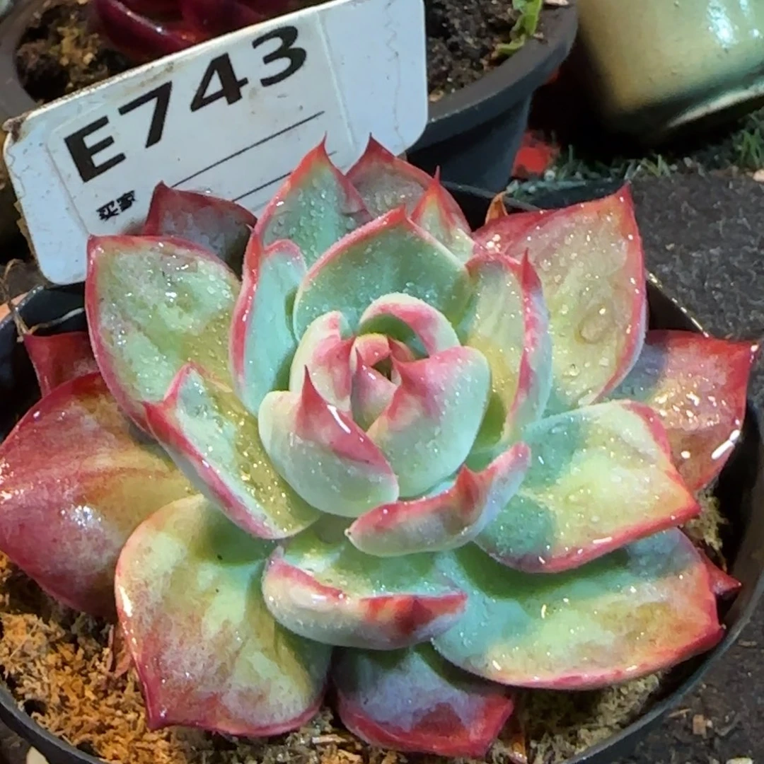 惊鸿一物一拍包装收缩花旱743