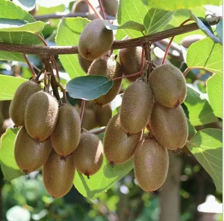 陕西周至翠香猕猴桃小果味道和大果一样软糯香甜汁水充足