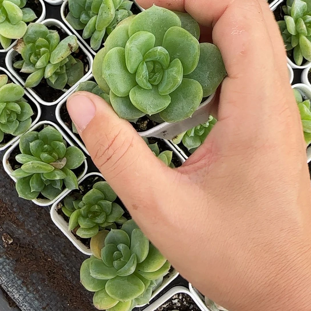 谪仙大盆8号床一个满25包邮