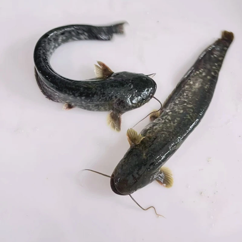 7-7.5斤东北松花江淡水冷水野生小鲶鱼顺丰冷链发货