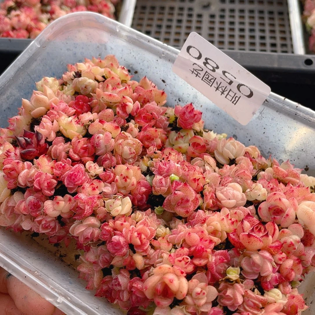 多肉植物多肉植物580