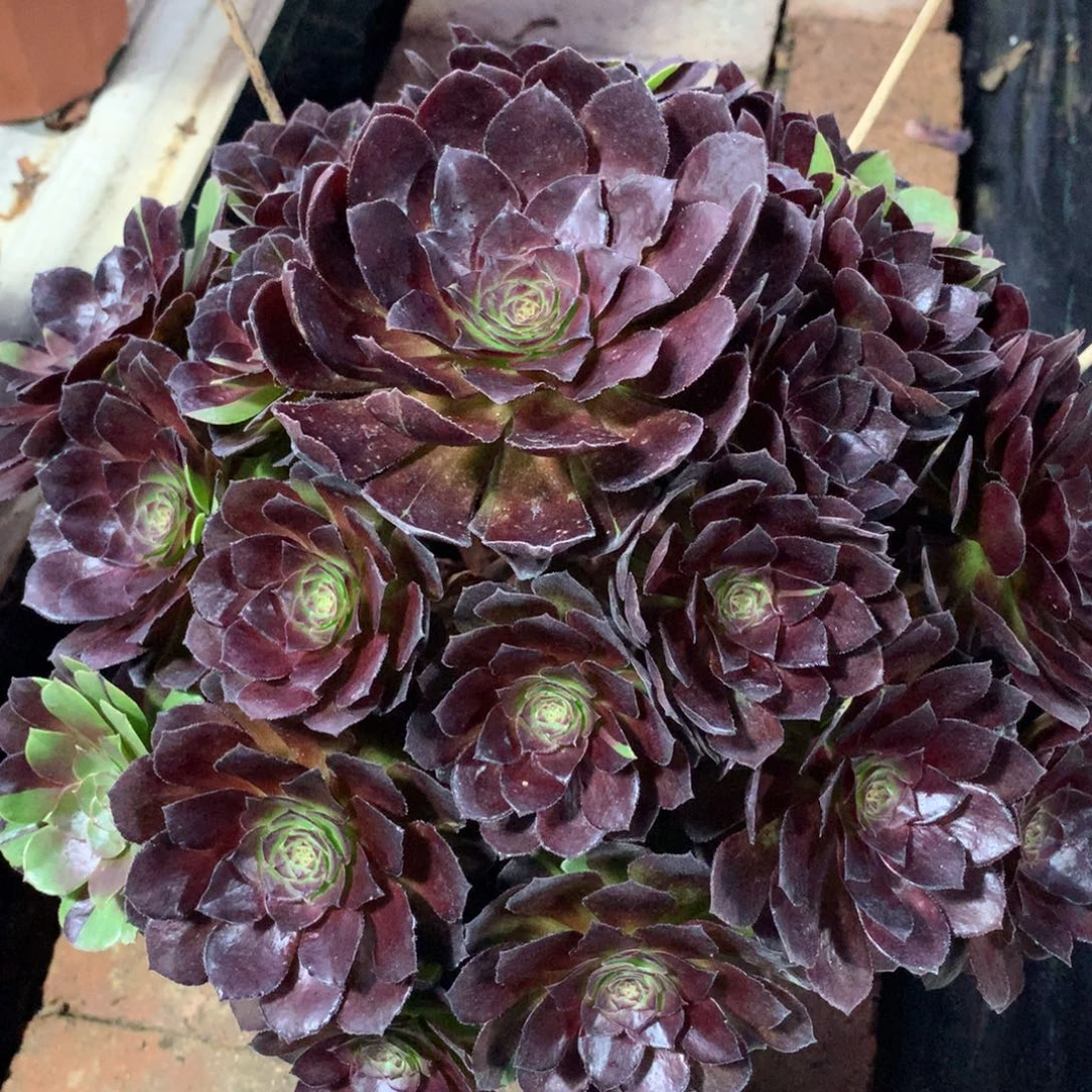 花花公子，多肉植物