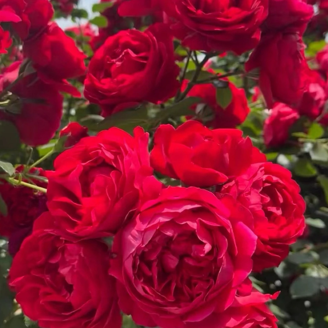 【弗洛伦蒂娜 】藤本月季花大苗盆栽抗性好耐寒耐晒可做花墙拱门