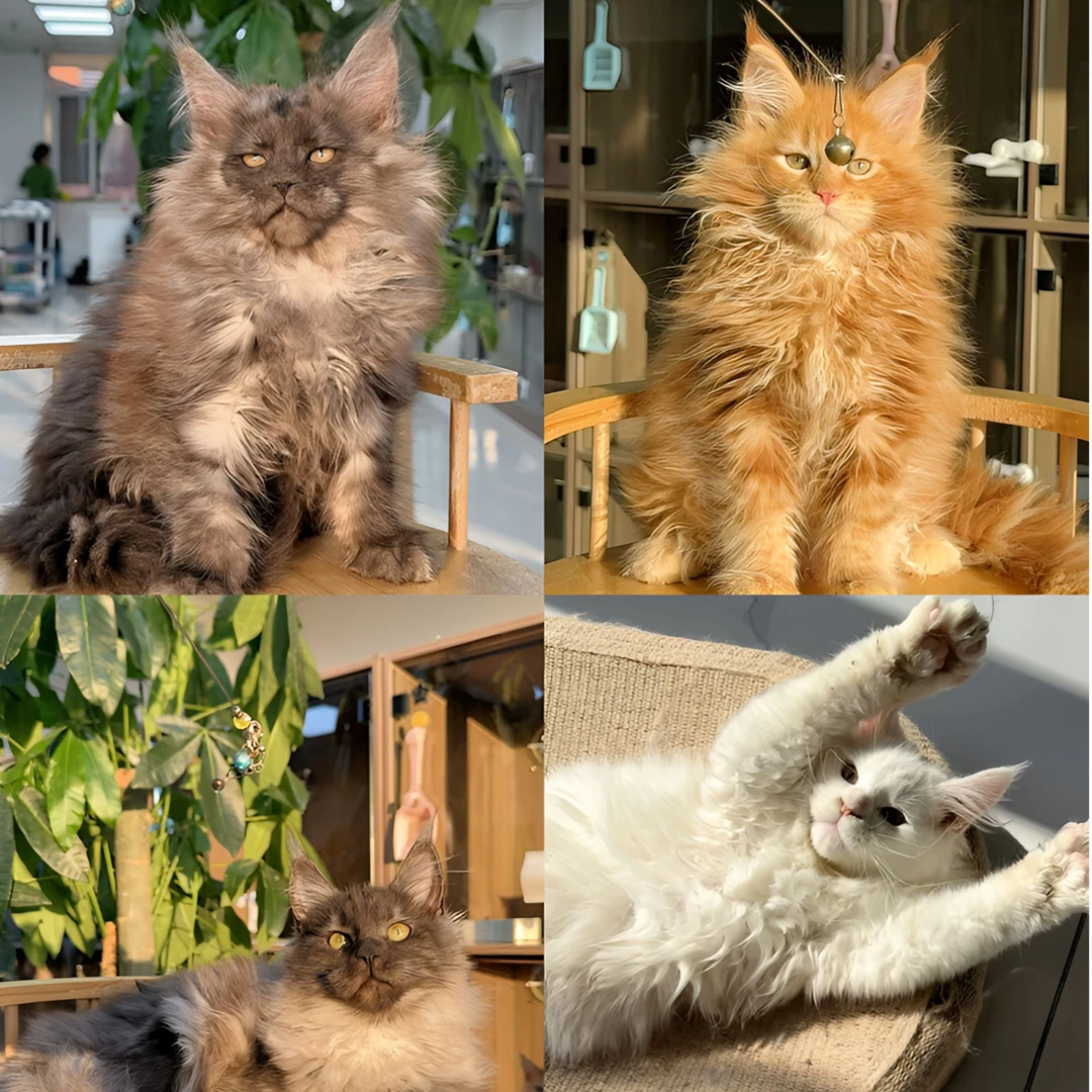 小宇萌宠缅因猫活体通用链接