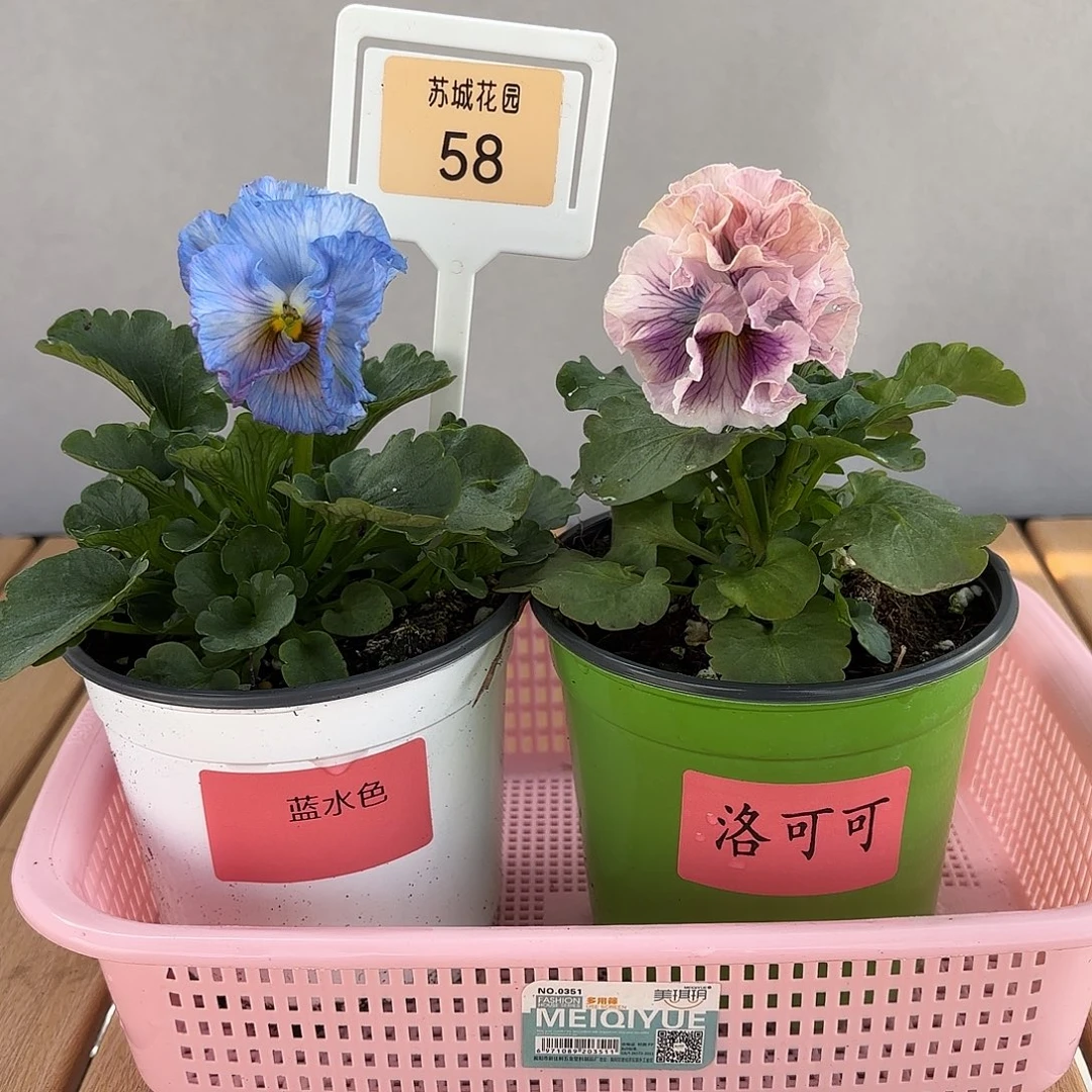 大部分开放少量花苞58