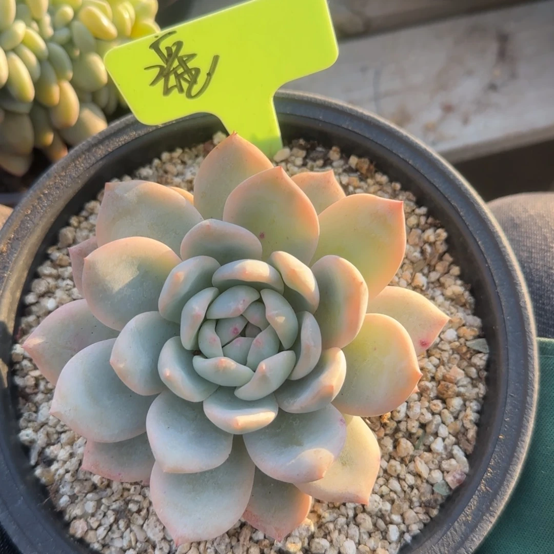 橙梦露锦单头五十包邮