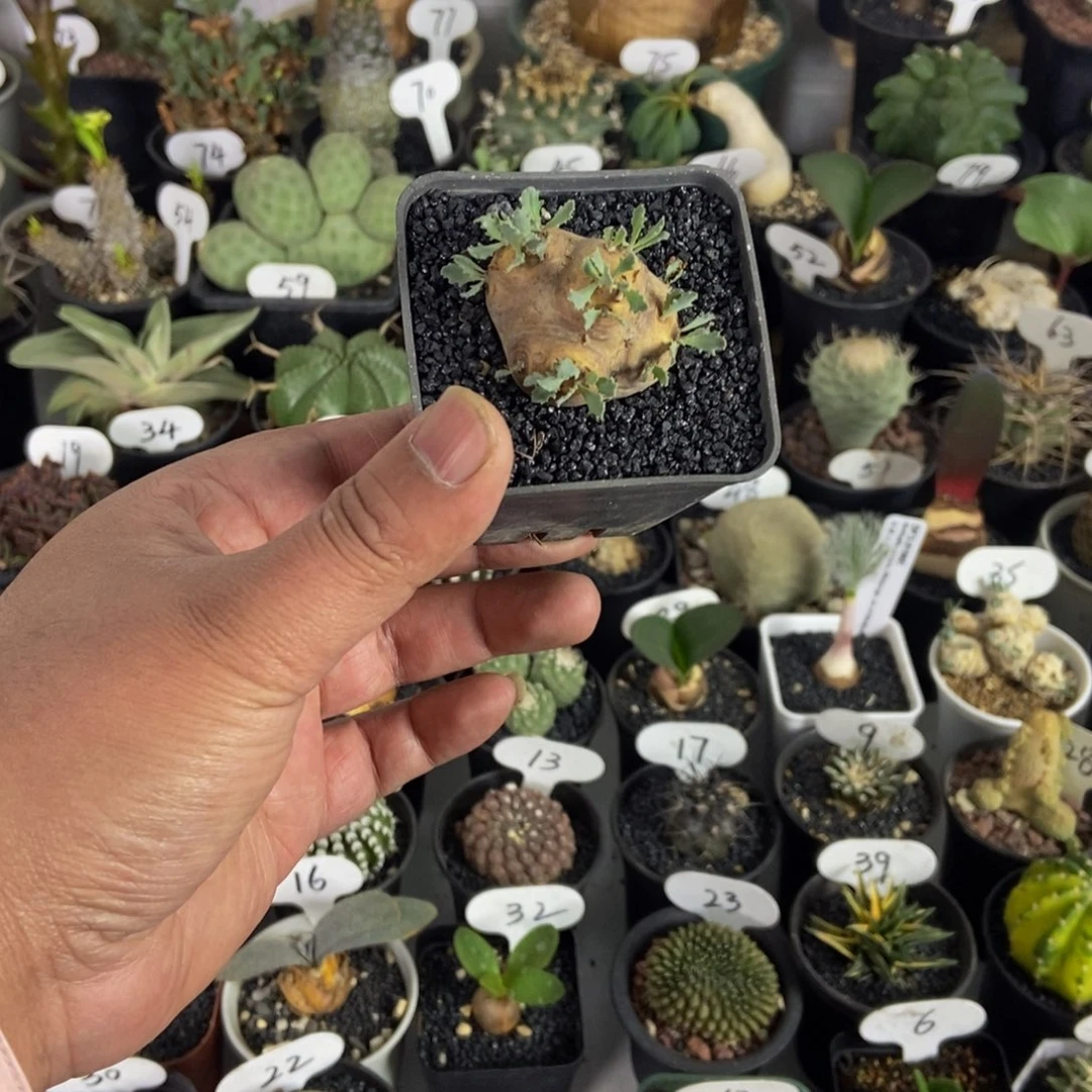 格加厚敦菊一物一拍