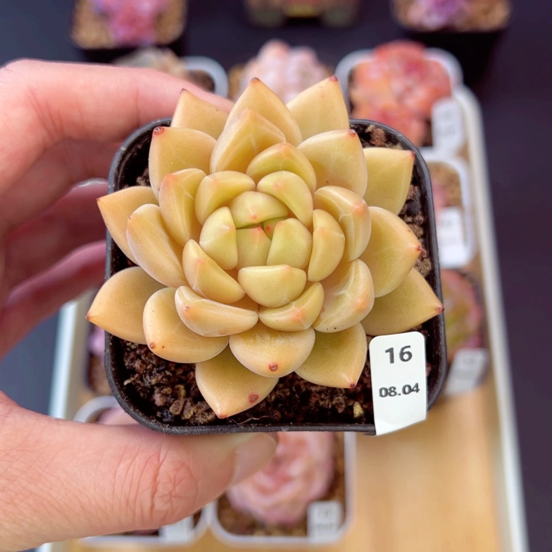 *****珍妮16、哈哈哈哈哈