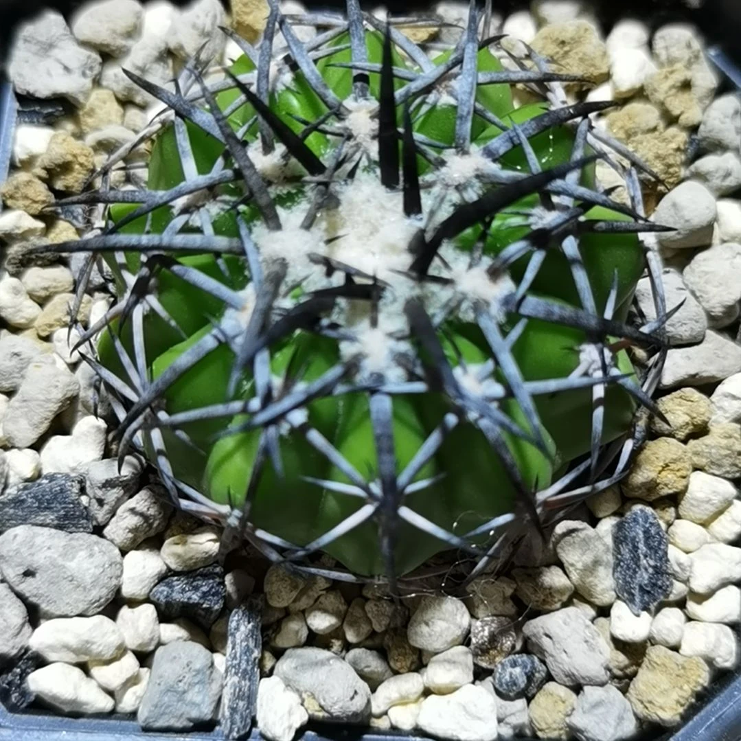 实生大型强黑刺圆盘玉一物一拍