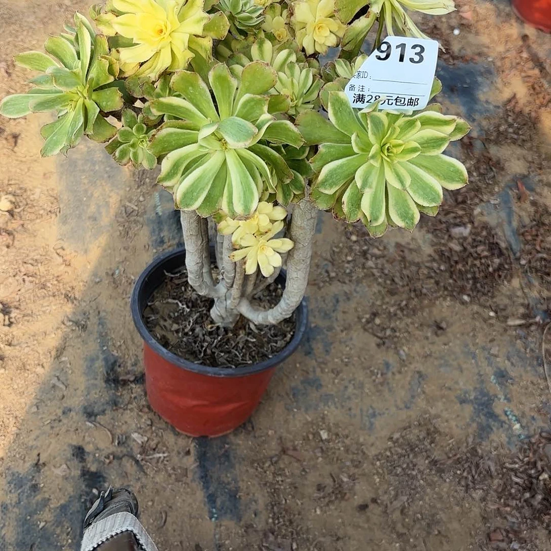 阿*桃913眼日伞多肉植物