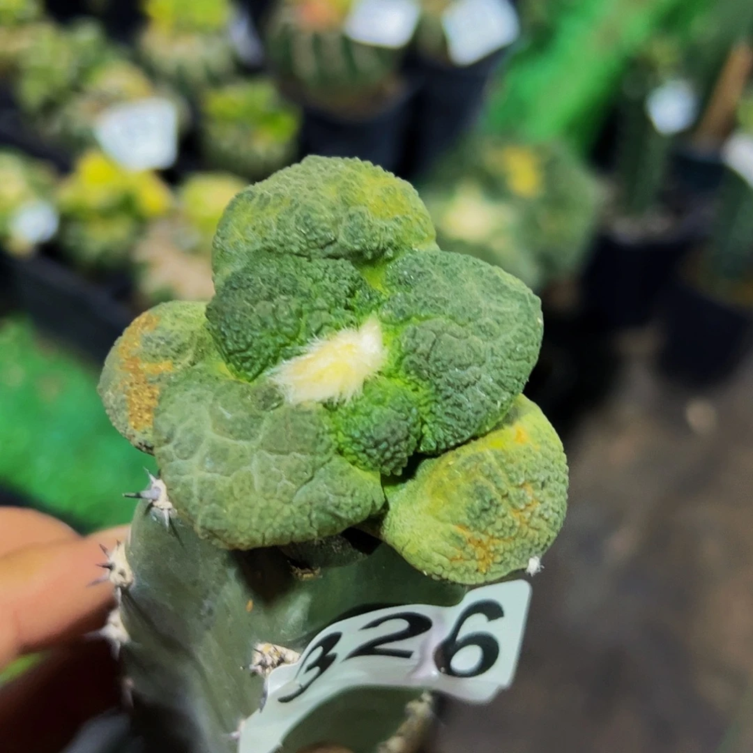 无花朵福利大尤哥斯拉牡丹微瑕疵326