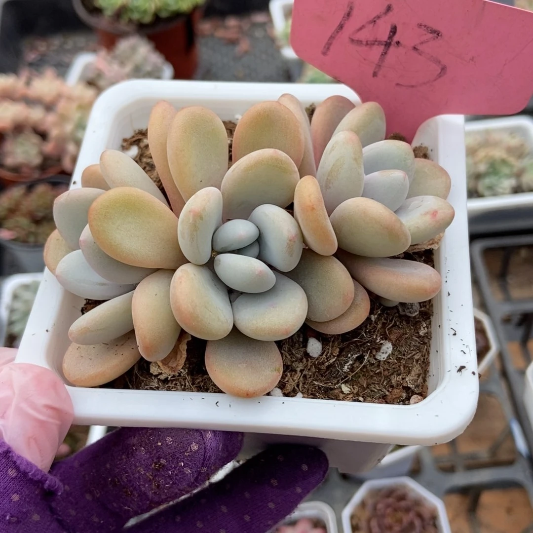 143粉兔多肉植物保护