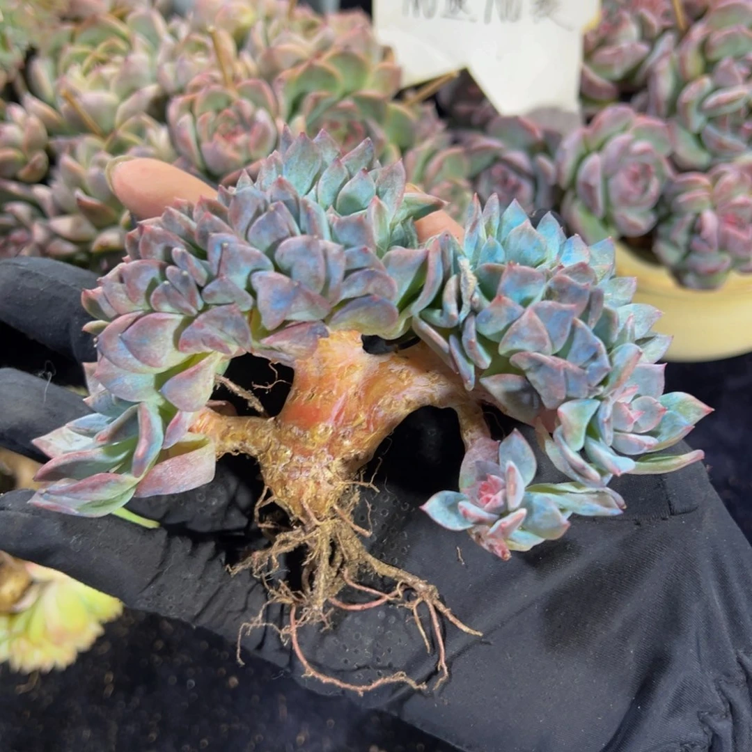 静****秘境琥珀缀乌梅子