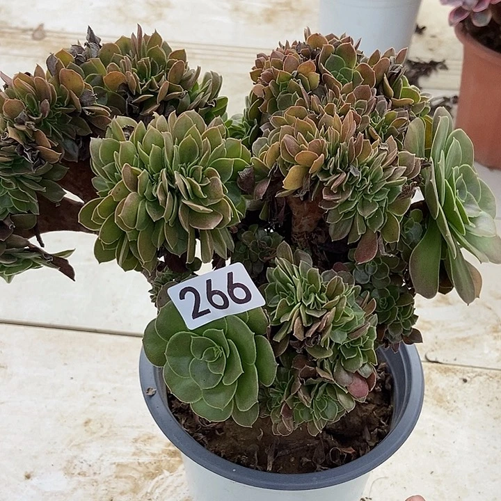 红玫瑰朵朵缀266多肉不包断
