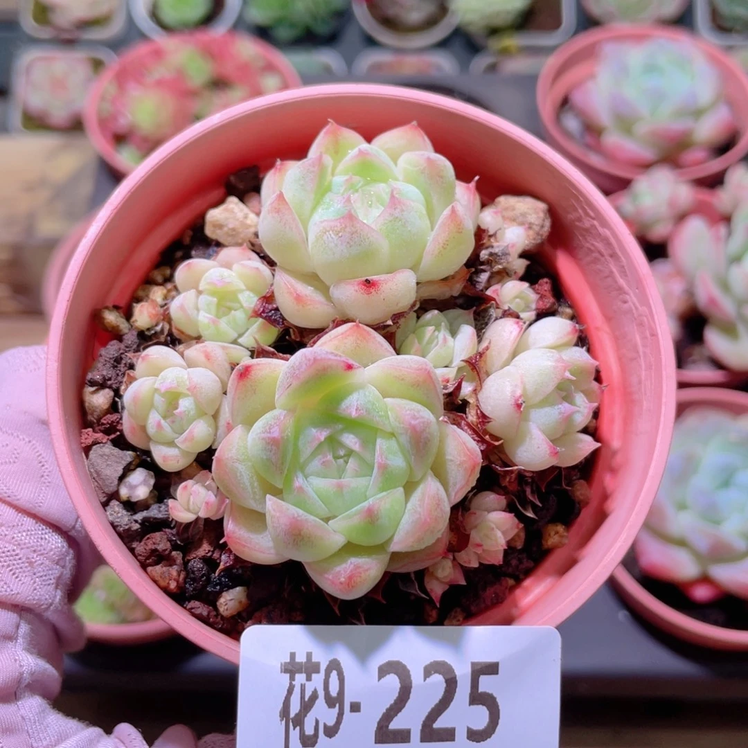 花利美9-225麦秆群