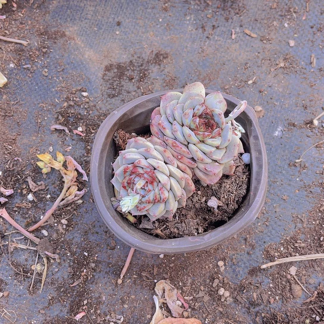 甜**子000000000644