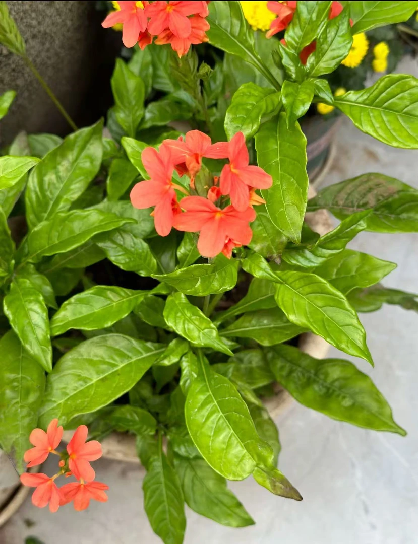 鸟尾花【红色】耐热多年生草本植物四季开花喜水喜光