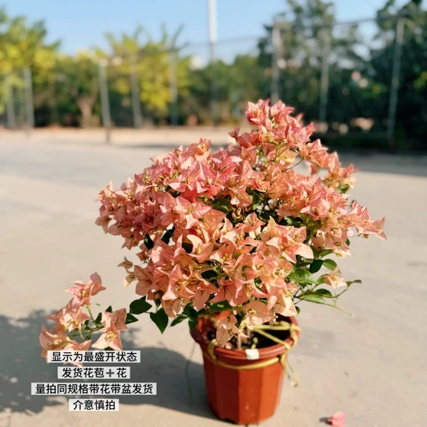 卡亚塔·a复古鲑鱼粉勤花四季开花三角梅爬藤