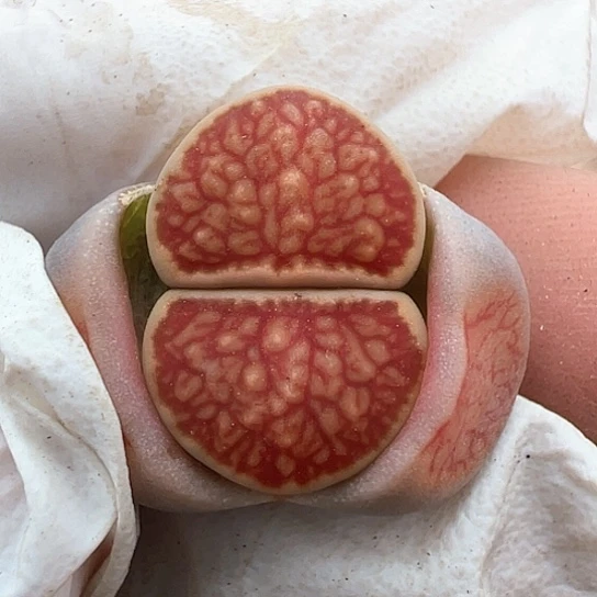 0162.红窗菊很好看