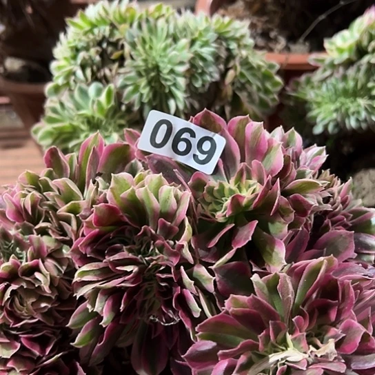 悠***然多肉植物一个女巫069