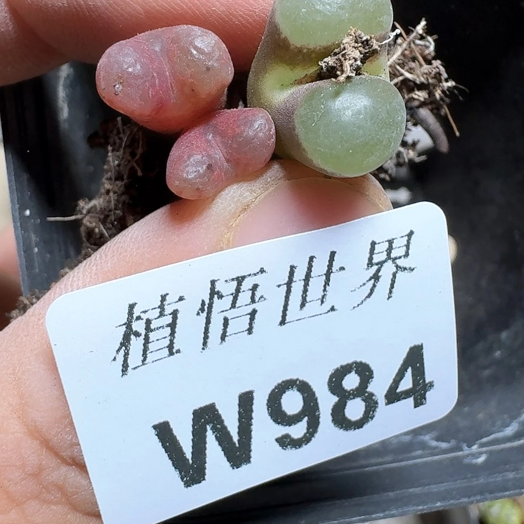 984号多肉植物哇c