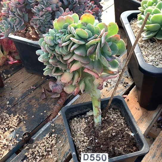 天鹅绒缀化550 瑕疵亏本处理退款拉黑7/8天发货