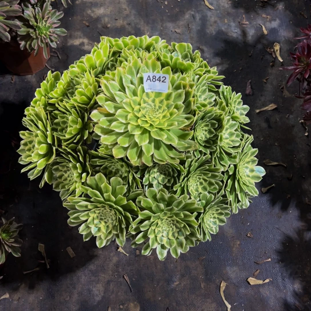 阳*842碧浪法师，多肉