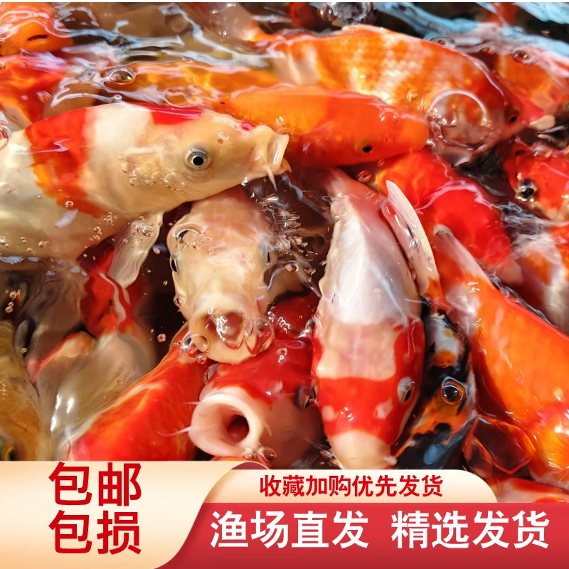 锦鲤观赏鱼红白大正冷水淡水鱼易养耐活好运锦鲤马印照射介意勿拍