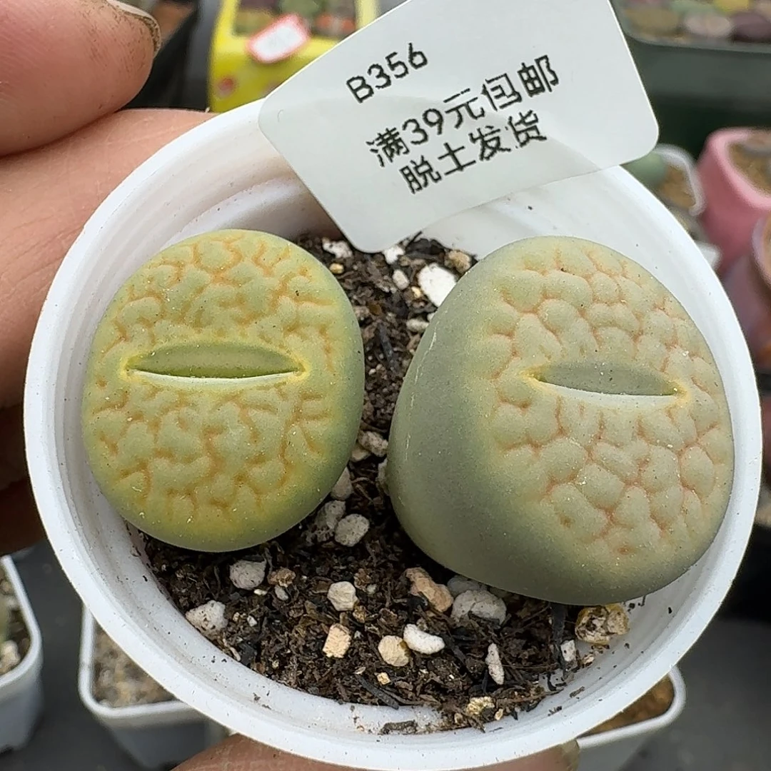 356多肉hhhhhhh哈哈哈