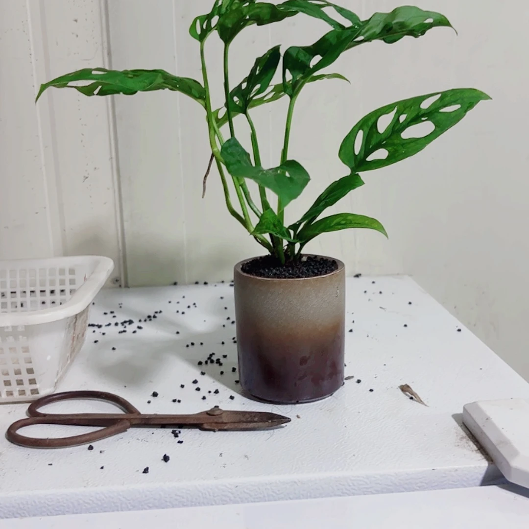 无花朵蛋****八一物一拍 所见即所得11