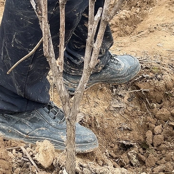 用***5完全开放魏紫大颗