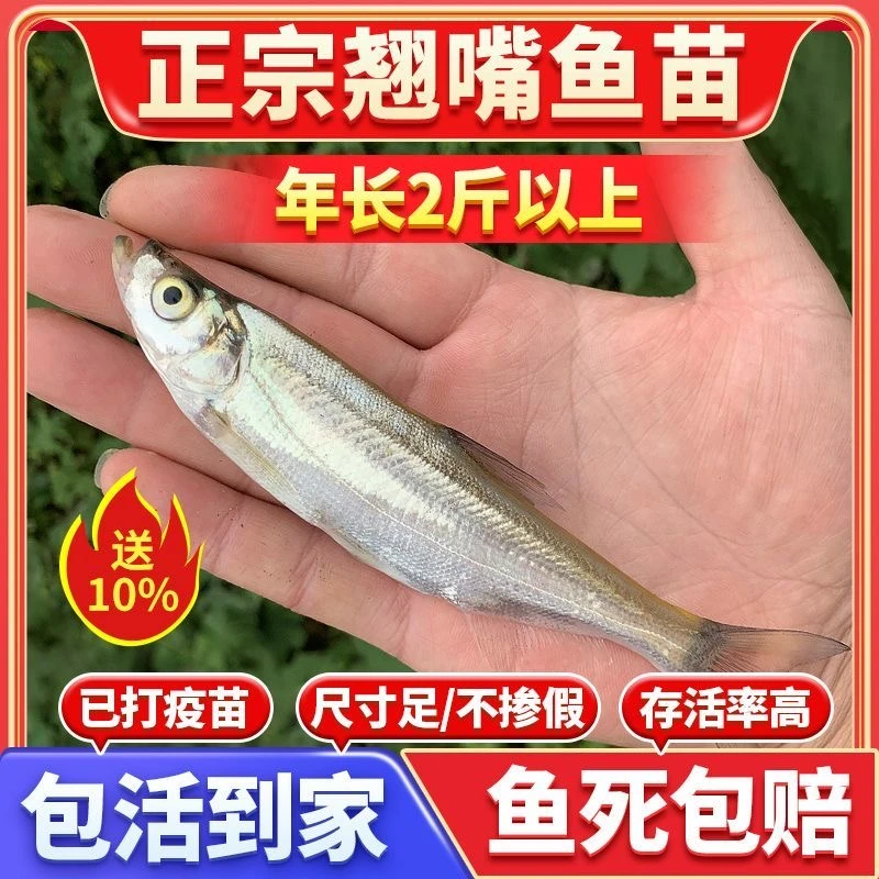 【巴蜀渔业】米级翘嘴鱼苗淡水鱼养殖食用红鲌苗活体翘壳鱼苗包活