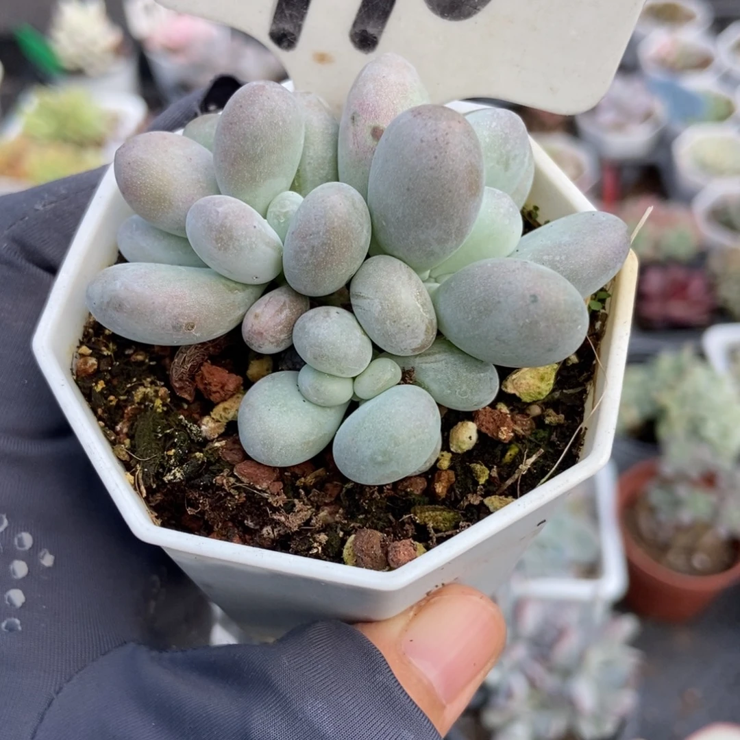 910蛋黄奶多肉植物了