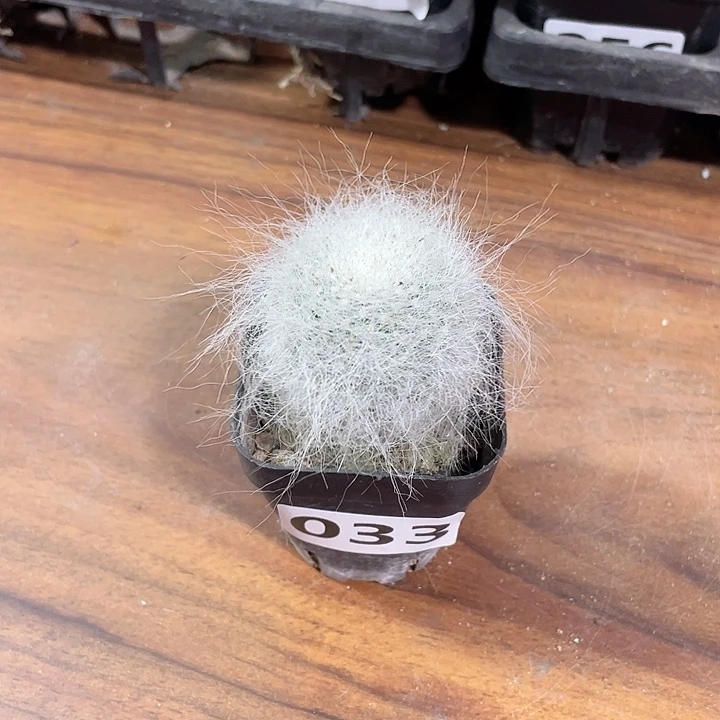 心***梦033雪猿玉翁仙人球