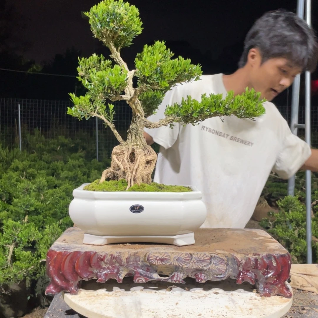 完全开放M****g黄杨盆景