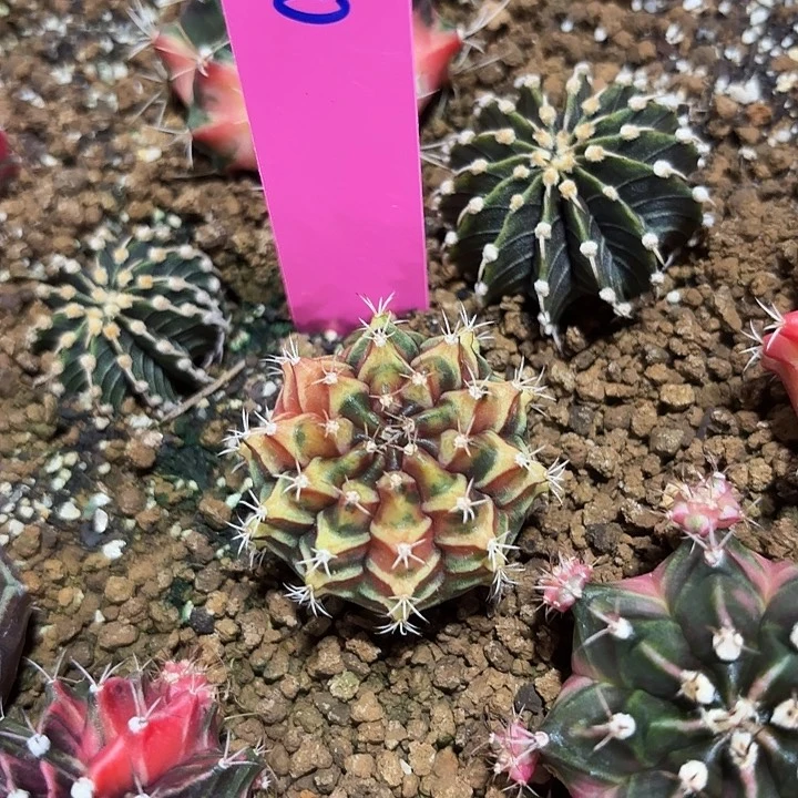 泰国米哈70-0816平凡之路实生