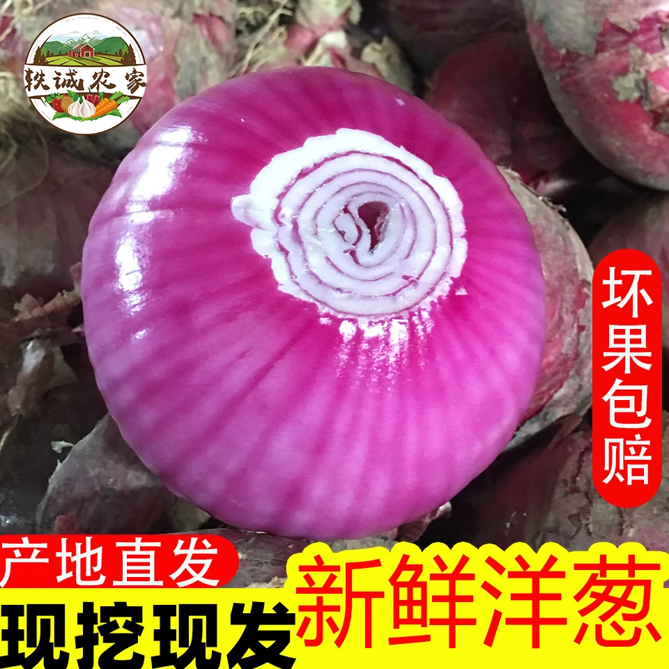 【现挖现发】2025年5斤/9斤现挖新鲜紫皮洋葱农家自种蔬菜水果洋葱