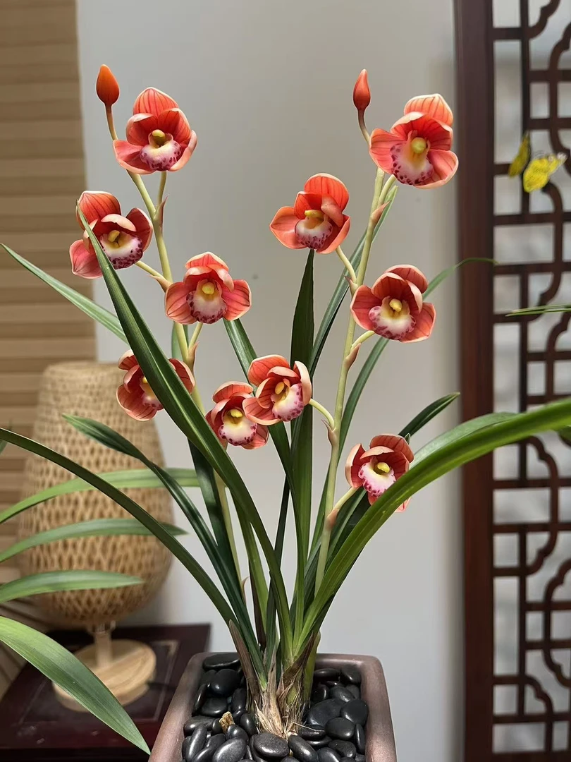 凤冠—稀有百年品种四季兰浓香型荷瓣花好养易活