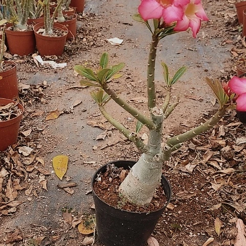 【闪购商品】家**帘绿植