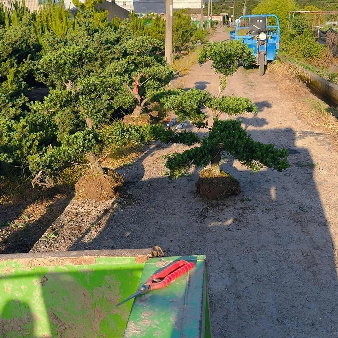 无花朵小**师罗汉松盆景艺术