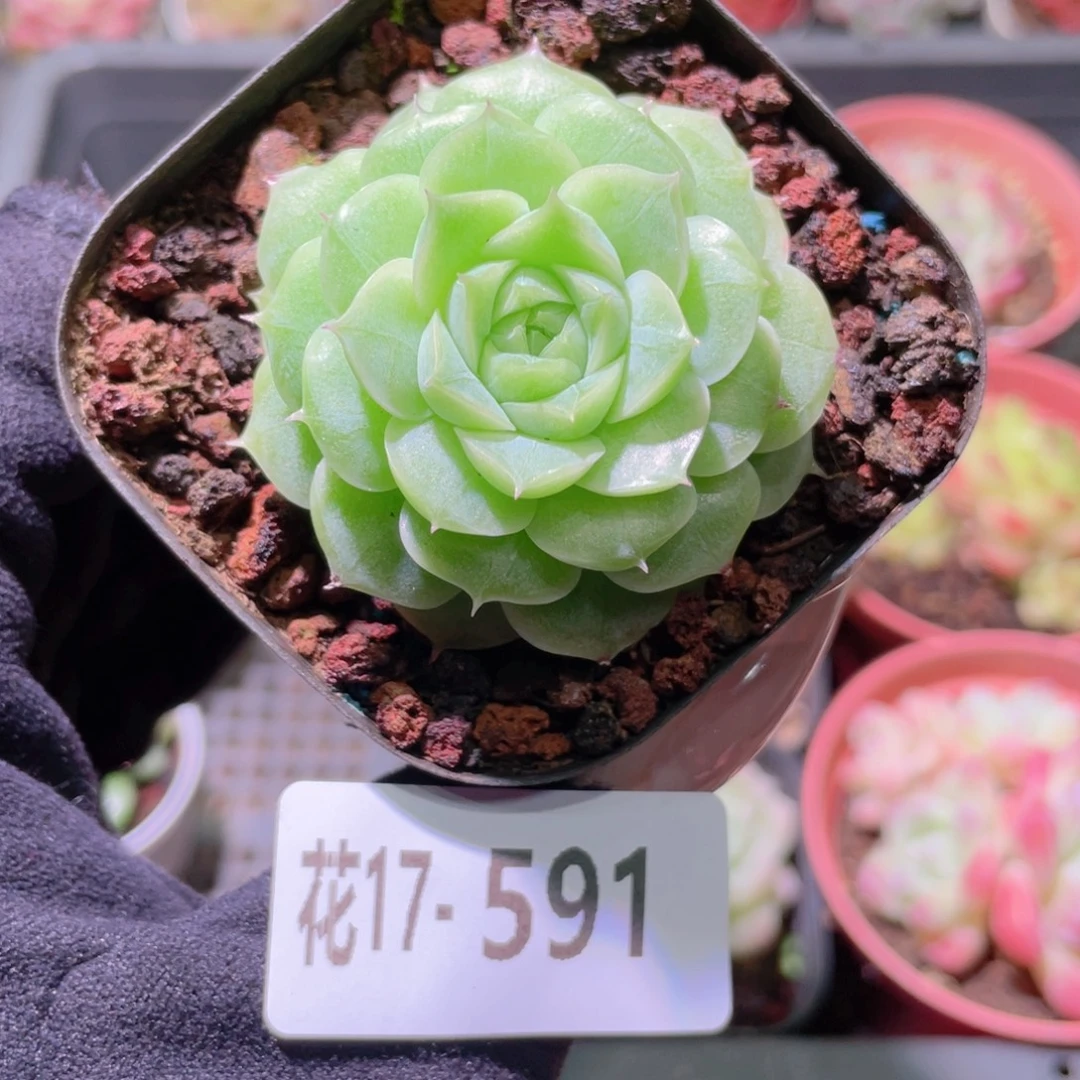 花利美17-591麦秆
