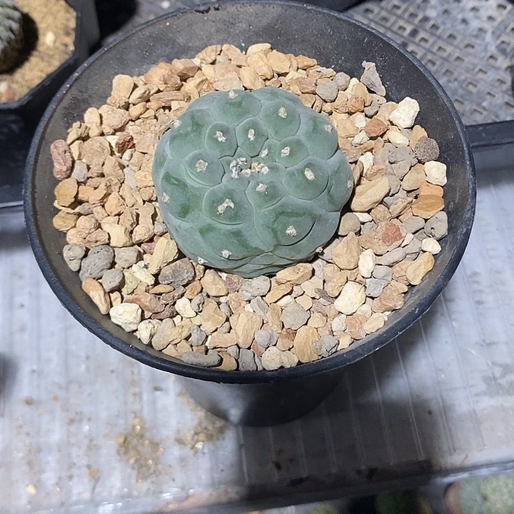 自根，突鱿佛头，一物一拍带盆