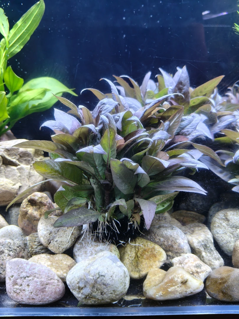 大柳坨草鱼缸造景水草水族真草