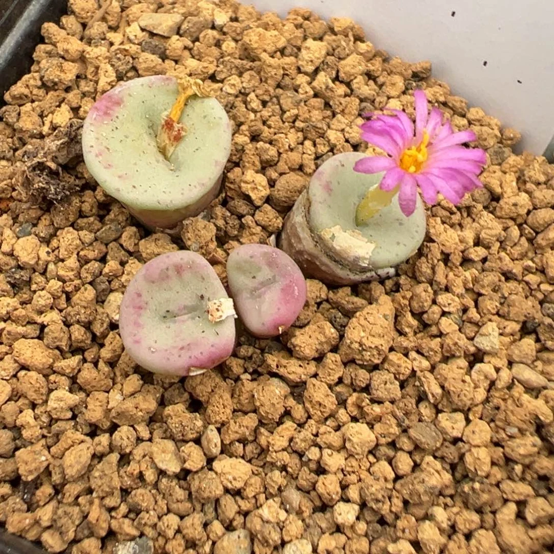 5-07f纽扣多肉植物，