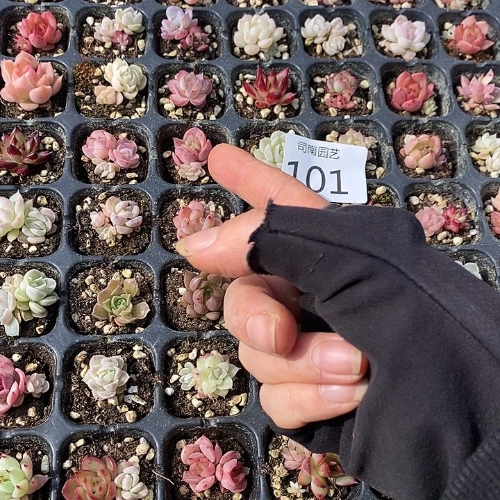 101 多肉植物盆栽花卉