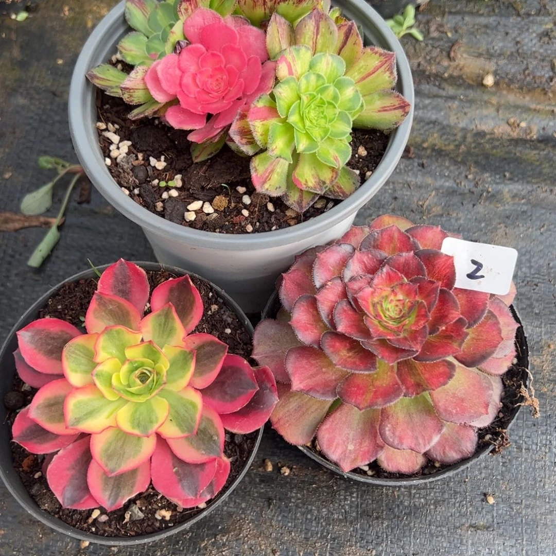 2三颗duorouxixixixi多肉