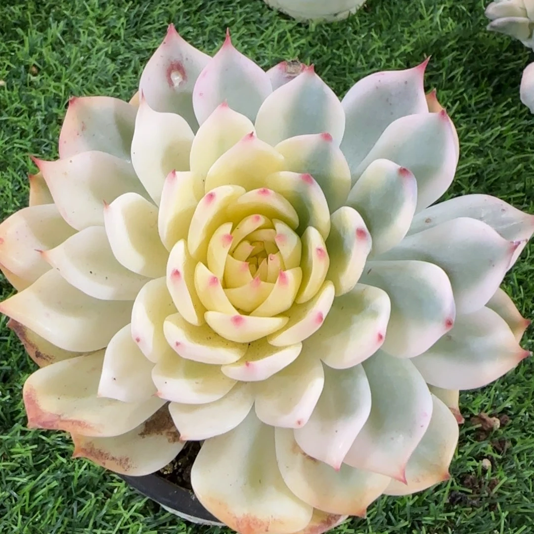 2238吉娃娃锦多肉植物的