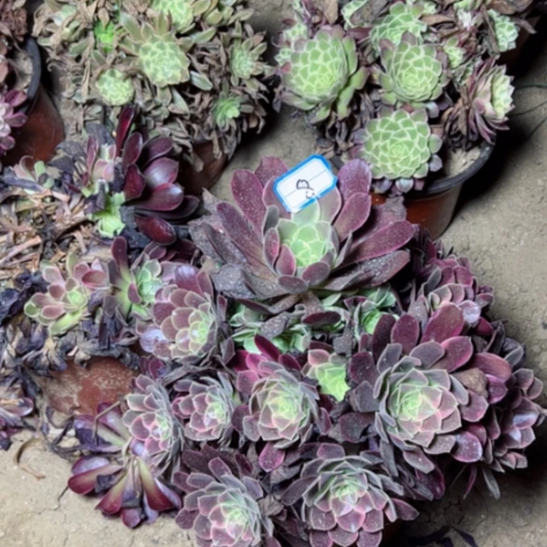 【闪购商品】多肉植物金丝8