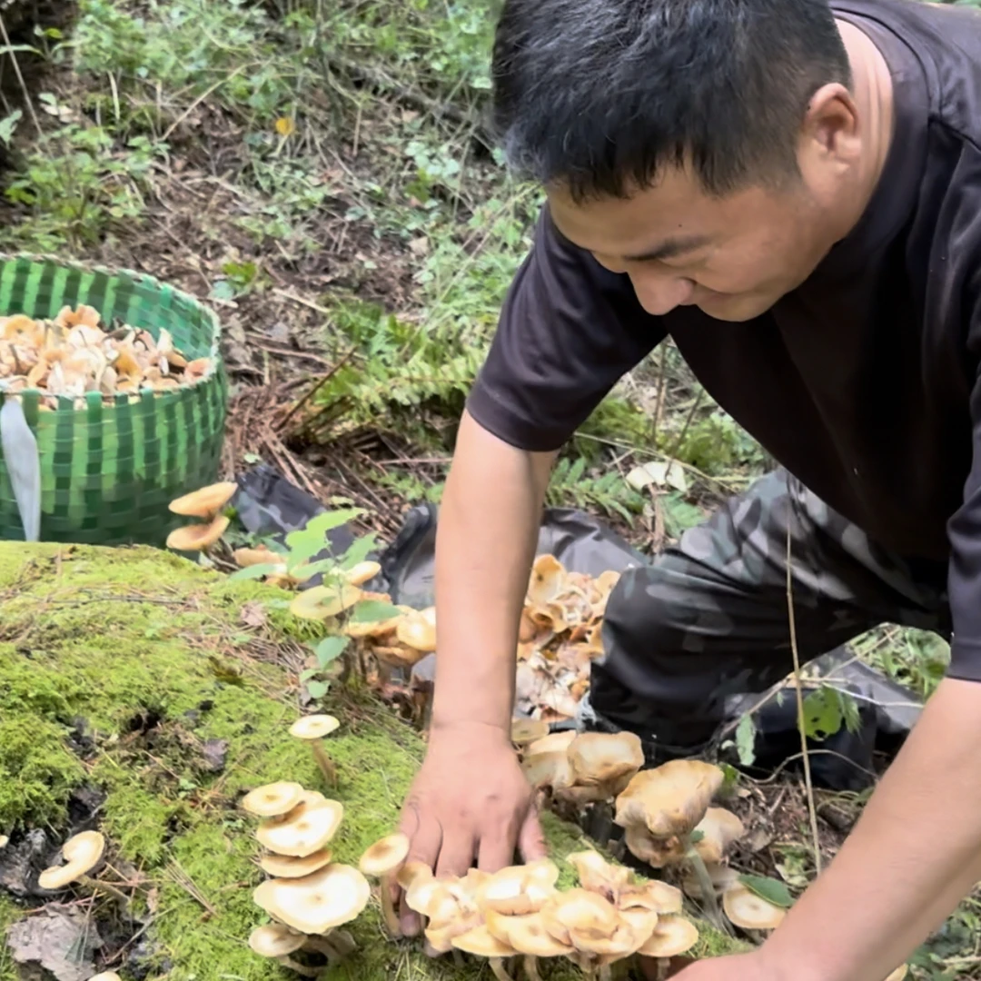 完达山野生干榛蘑味道鲜美菌香浓郁
